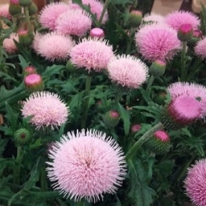 Cirsium japonicum ‘Rose Beauty’ / Japanese Thistle / Seeds