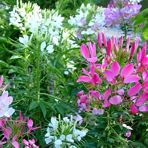 Details about   Seeds Spider Flower Cleome Plant Mix Annual Outdoor Planting Outdoor Ukraine 