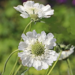 Scabious - delivers on just about everything!