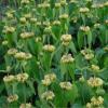 Phlomis russeliana / Turkish Sage / Seeds