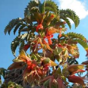 Melianthus comosus / Honey Flower / Seeds