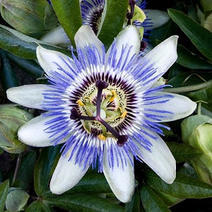 Passiflora Caerulea 25 seed Blue Passionflower