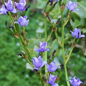 Aristea ecklonii or Blue Stars / Seeds