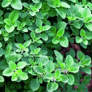 Oregano / Oreganum vulgare / Aromatic Culinary Herb / Seeds