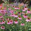Looking for some Prairie planting inspiration?
