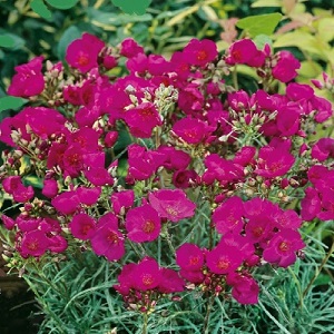 Calandrinia umbellata 'Ruby Tuesday' / Rock Purslane / Seeds