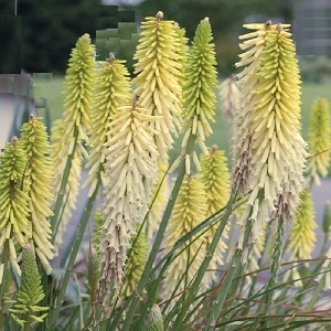 Kniphofia citrina / Yellow Red Hot Poker / Seeds