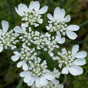Orlaya grandiflora / White Laceflower / Seeds