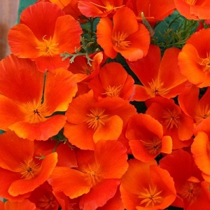 Eschscholzia californica ‘Copper Pot’ / Californian Poppy / Seeds