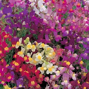 Linaria maroccana ‘Fairy Bouquet’ / Toadflax / Seeds