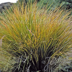 Anemanthele lessoniana or Pheasant's Tail Grass / Seeds
