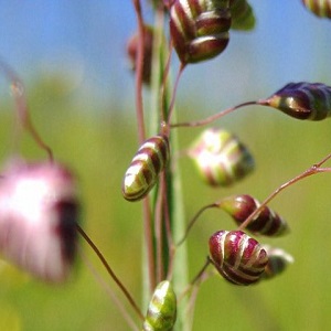 Briza media / Common Quaking Grass / Seeds