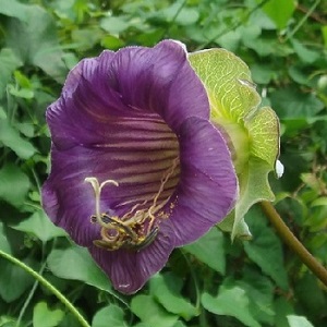 Cobaea scandens / Cup and Saucer Vine / Seeds