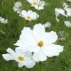 Cosmos bipinnatus 'Dwarf Royal White' / Seeds