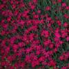 Dianthus deltoides 'Brilliant' / Maiden Pink / Seeds