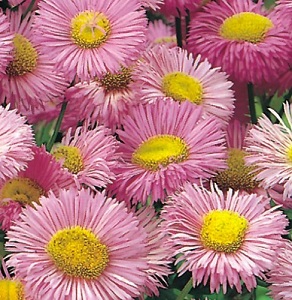 Erigeron speciosus ‘Pink Jewel’ / Fleabane / Seeds