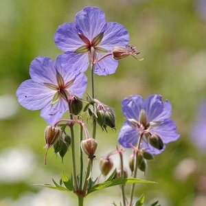 Geranium pratense / Meadow Cranesbill / British Wildflower / Seeds