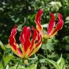 Gloriosa superba / Flame Lily / Climber / Seeds
