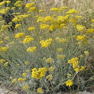 Helichrysum italicum / Curry Plant / Italian Strawflower / Seeds