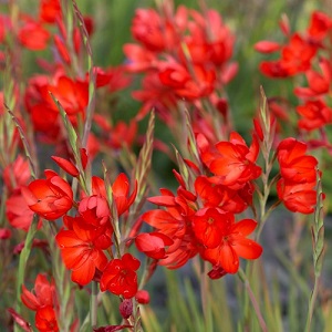 Hesperantha coccinea / Scarlet River Lily / Schizostylis /Seeds