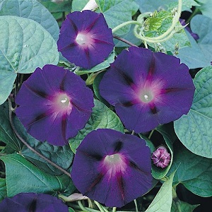 Morning Glory ‘Star of Yelta’ / Ipomoea purpurea / Climber / Seeds