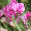 Sweet Pea ‘Spencer Pinkie’ / Lathyrus odoratus / Scented Climber / Seeds