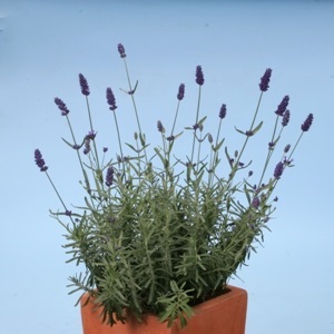 Lavender ‘Hidcote Blue’ / Lavandula angustifolia / Seeds