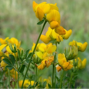 Lotus corniculatus / Bird's Foot Trefoil / British Wildflower / Seeds