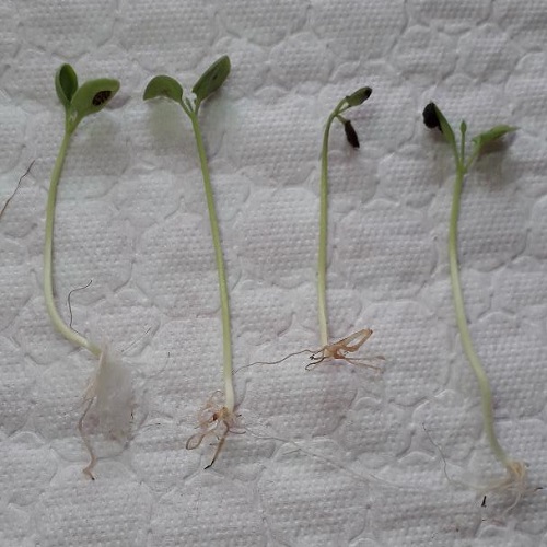 An easy way to germinate Thunbergia seedlings