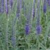 Veronica spicata ssp incana / Silver Speedwell / Seeds