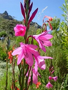Watsonia borbonica / Cape Bugle Lily / Seeds