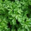 Chervil / French Parsley / Anthriscus cerefolium/ Seeds