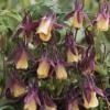 Aquilegia flabellata 'Blackcurrant Ice' / Dwarf Columbine / Seeds