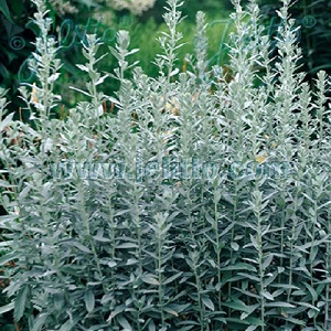 Artemisia ludoviciana / Prairie Sage / Herb / Seeds