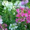 Cleome hassleriana 'Colour Fountain' / Spider Plant / Seeds