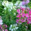 Cleome hassleriana 'Colour Fountain' / Spider Plant / Seeds