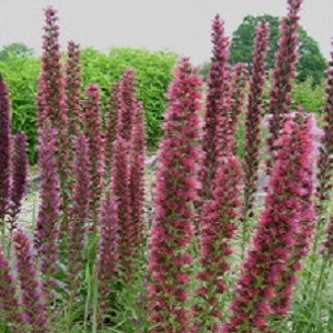 Echium russicum / Red Viper's Bugloss/ Seeds