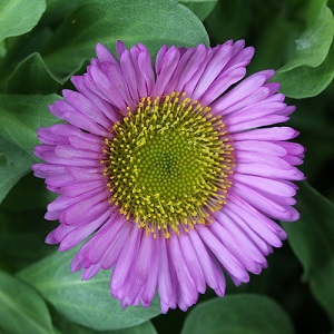 Erigeron glaucus / Seaside Fleabane or Beach Aster / Seeds