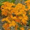 Erysimum cheiri 'Golden Bedder’ / Wallflower / Cheiranthus / Seeds