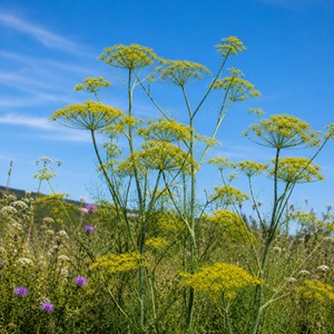 Foeniculum vulgare / Common Fennel / Flower and Culinary Herb / Seeds