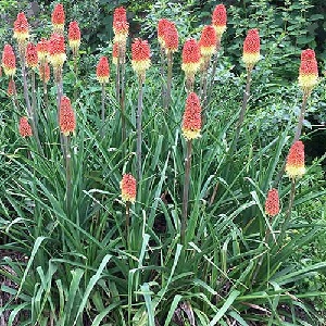 Kniphofia uvaria 'Royal Castle Hybrids' / Red Hot Poker / Seeds