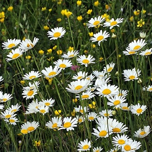 Leucanthemum vulgare / Ox-Eye Daisy / Marguerite / British Wildflower / Seeds