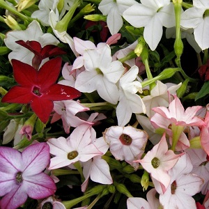 Nicotiana x sanderae ’Sensation Daylight’/ Tobacco Plant / Seeds