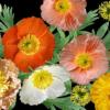 Papaver nudicaule 'Mixed' / Icelandic Poppy / Seeds