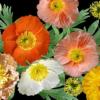 Papaver nudicaule 'Mixed' / Icelandic Poppy / Seeds