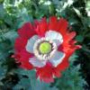 Papaver somniferum 'Danish Flag' / Opium Poppy / Seeds