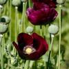 Papaver somniferum 'Lauren's Grape’ / Hardy Annual Poppy / Seeds