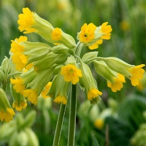 Primula veris / Cowslip / Seeds