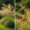 Stipa gigantea / Giant Feather Grass / Golden Oats / Seeds