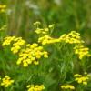 Tanacetum  vulgare / Tansy / British Wildflower / Seeds